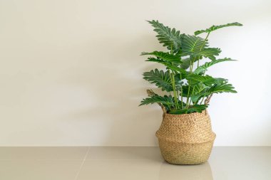 Philodendron Xanadu Hırvat sepeti içinde duvarlı