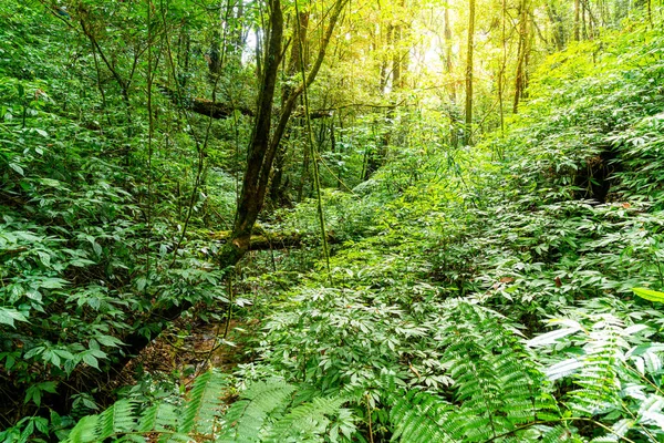 Bosbomen Natuur Groen Hout Zon Lucht — Stockfoto