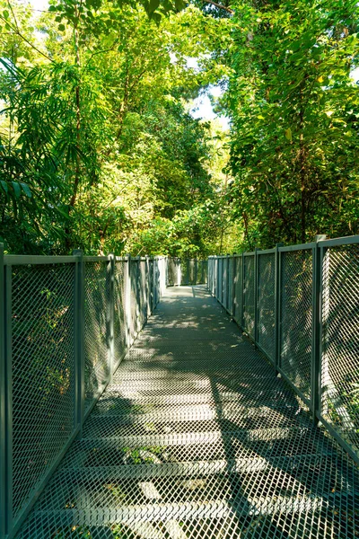 Promenade Dans Forêt Canopy Promenades Queen Sirikit Jardin Botanique Chiang — Photo