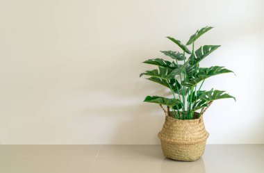 Monstera deliciosa Liebm sepette duvarlı tencerede