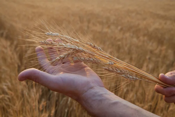 Spikelets of ripe yellow wheat in the hands of an agronomist. against the background of the wheat field harvest.