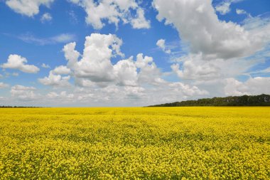 Yaz manzarası, sarı kolza tohumu tarlası ve kabarık bulutlu mavi gökyüzü