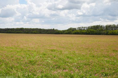 Pembe lupin demeti dosyalandı.