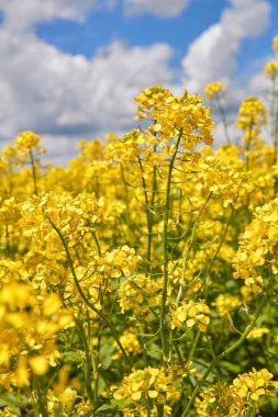 Sarı olgun kolza tohumu tarlada.