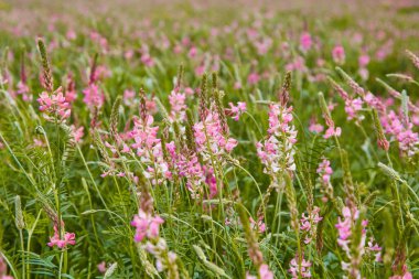 Pembe lupin demeti dosyalandı.