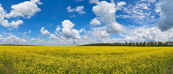 夏の風景 黄色の菜の花畑とふわふわの雲と青空 パノラマ — ストック写真