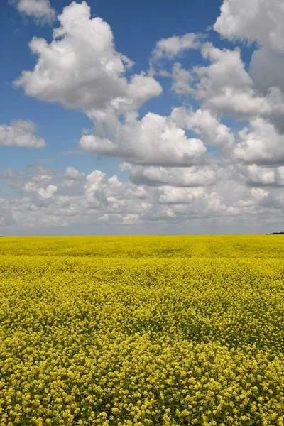 夏の風景 黄色の菜の花畑とふわふわの雲と青空 — ストック写真