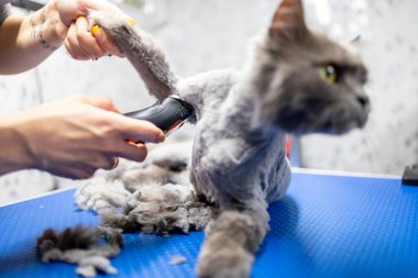 Kedi bakımı, yün tarama. Tımarlayan hayvanlar, tarayan saçlar..