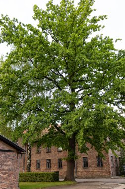 AuschWitz, POLAND - 13 Temmuz 2023 Auschwitz Soykırım Anma Müzesi. Tutsaklar için binalar