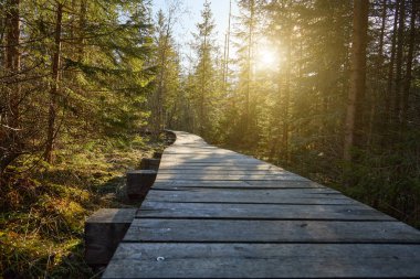 Ormandaki ağaçların arasındaki tahta patika.