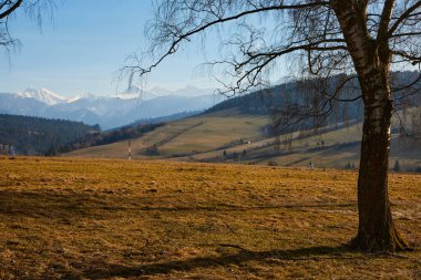 Güneşli dağ ilkbahar manzarası Dağlarda sabahın erken saatlerinde bir çayırda ağaçlarla