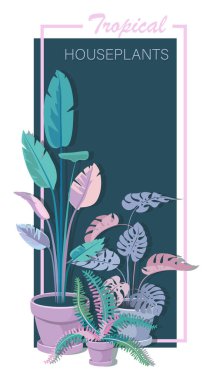 Ev bitkileri. Muz, eğreltiotu, canavar. Saksıda oda çiçekleri resmi olan çiçek posteri 