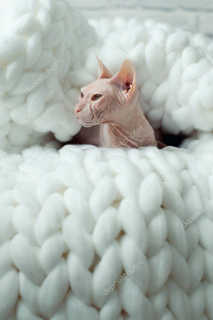 Light pink colored Don Sphynx cat with heterochromia is wrapped in snow white colored merino wool chunky knitted plaid at home. Winter season and soft warm blanket. Pet. Eco-friendly. Copy space.