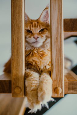 Kızıl tüylü bir kedi merdivenlerde oturur ve lense bakar. Maine Rakunu.