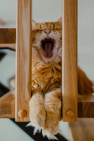 Ginger Fluffy Cat Sits Stairs Looks Lens Maine Coon — Stock Photo, Image