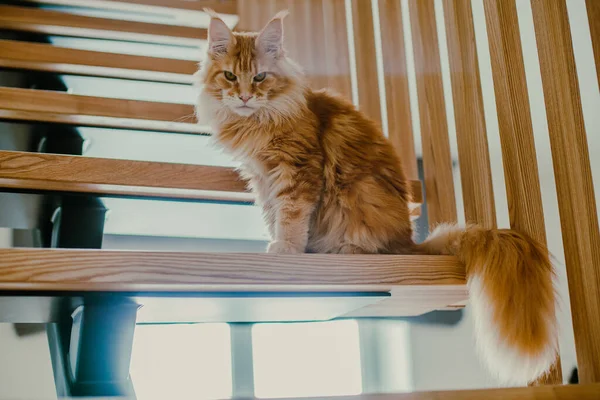 Ginger Fluffy Cat Sits Stairs Looks Lens Maine Coon — Stock Photo, Image