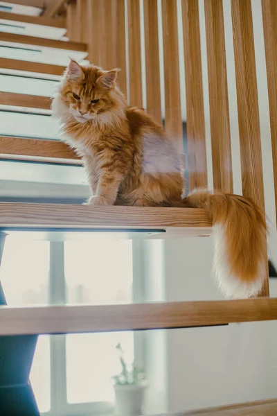 Ginger Fluffy Cat Sits Stairs Looks Lens Maine Coon — Stock Photo, Image