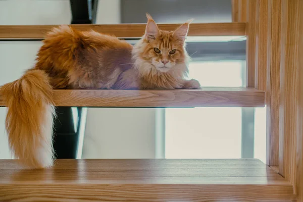 Ginger Fluffy Cat Sits Stairs Looks Lens Maine Coon — Stock Photo, Image