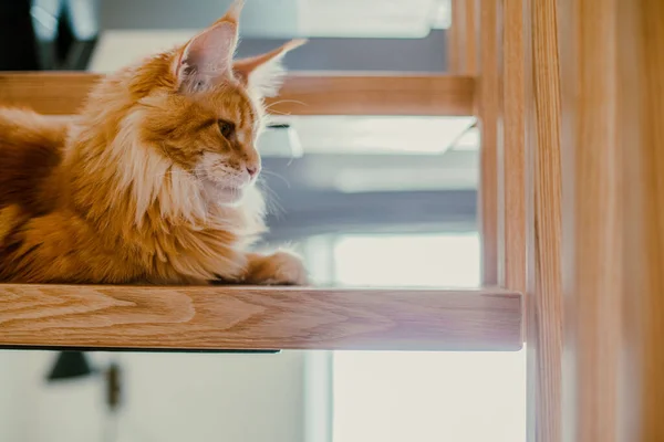 Ginger Fluffy Cat Sits Stairs Looks Lens Maine Coon — Stock Photo, Image