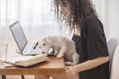 Modern serbest çalışan kadın evde dizüstü bilgisayarla uzaktan yakından ilgilenen küçük sevimli köpekle oynuyor. Neşeli kadın arkadaşlığın tadını çıkarıyor evcil hayvan Jack Russell Terrier rahat Scandi Stili apartman dairesinde yaşıyor.