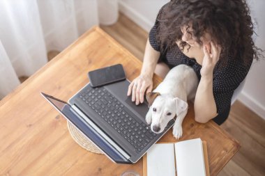 Modern serbest çalışan kadın evde dizüstü bilgisayarla uzaktan yakından ilgilenen küçük sevimli köpekle oynuyor. Neşeli kadın arkadaşlığın tadını çıkarıyor evcil hayvan Jack Russell Terrier rahat Scandi Stili apartman dairesinde yaşıyor.