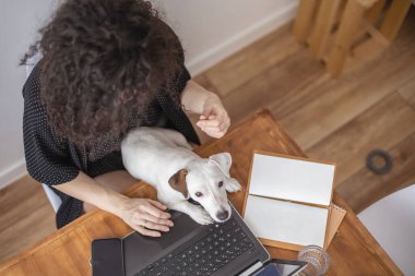 Modern serbest çalışan kadın evde dizüstü bilgisayarla uzaktan yakından ilgilenen küçük sevimli köpekle oynuyor. Neşeli kadın arkadaşlığın tadını çıkarıyor evcil hayvan Jack Russell Terrier rahat Scandi Stili apartman dairesinde yaşıyor.