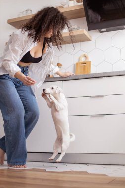 Modern bayan evcil hayvan sahibi şık beyaz İskandinav mutfağında köpek besliyor. Esmer kadın evcil hayvanlarla vakit geçiriyor. Jack Russell Terrier cinsi. Arkadaşlığın tadını çıkarın.