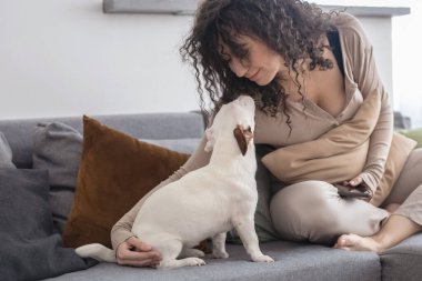 Genç esmer kıvırcık kadın internette sohbet ediyor. Kanepede köpekle akıllı telefon kullanıyor. Bayan evcil hayvan sahibi rahatlıyor. Evcil hayvan Jack Russell Terrier 'ın evcil hayvanı. Samimi Scandi apartmanında.