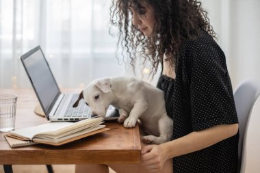 Modern serbest çalışan kadın kucuk sevimli köpekle oynuyor uzaktan kumandalı Jack Russell Terrier