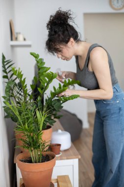 Modern kıvırcık esmer kadın ev hanımı evde su püskürten saksı bitkileriyle ilgileniyor.