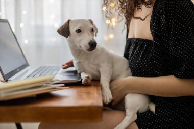 Modern serbest çalışan kadın kucuk sevimli köpekle oynuyor uzaktan kumandalı Jack Russell Terrier