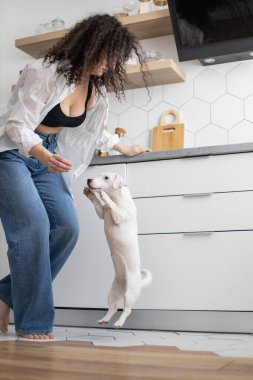 Modern kadın evcil hayvan sahibi mutfakta köpek besleme oyunu oynuyor.