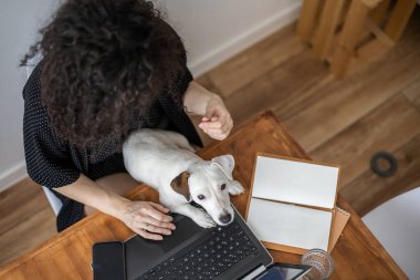 Modern serbest çalışan kadın kucuk sevimli köpekle oynuyor uzaktan kumandalı Jack Russell Terrier