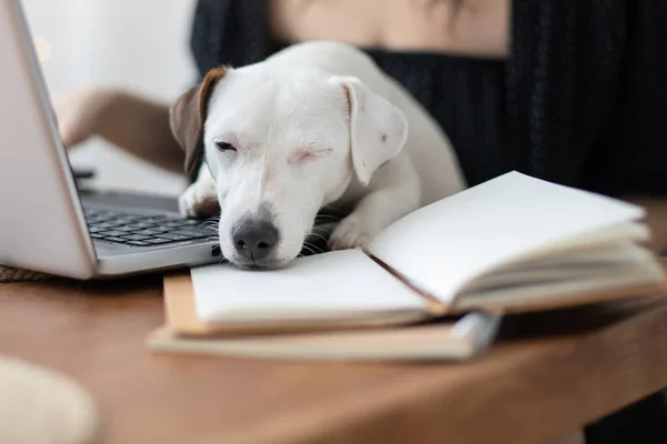 Moderna donna freelancer che gioca con il piccolo cane carino che lavora a distanza sul computer portatile Jack Russell Terrier — Foto Stock