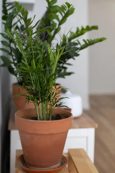 Grüne Zimmerpflanze im Tontopf in einer minimalistischen Wohnung im skandinavischen Stil. — Stockfoto