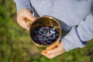 A little boy eats a blue honeysuckle from a golden mug.