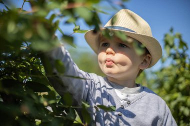Little boy in stylish straw hat picks honeysuckle berry
