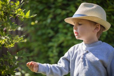Little boy in stylish straw hat picks honeysuckle berry