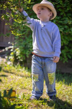 Little boy in stylish straw hat picks honeysuckle berry