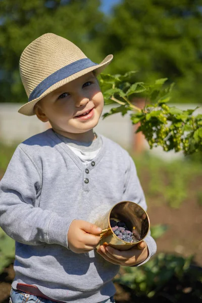 A little boy eats a blue honeysuckle from a golden mug.