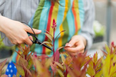 Kadın çiçekçinin elleri serada yetiştirilen selosyanın yapraklarını kesiyor.