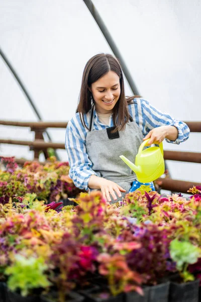 Woman florist in apron water flowers plantation use watering can smiling enjoying plants cultivation