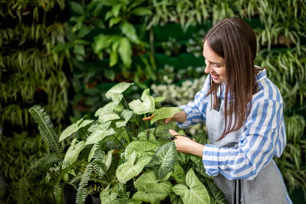 Female gardener cutting leaves of syngonium use scissors working at greenhouse vertical greenery — Stock Photo, Image