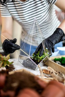 Yaratıcı çiçekçi kadın cam floraryuma toprak ve taşlar naklediyor.