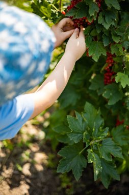 Komik çocuk taze ahududu yiyor Yazın güneşli bahçede böğürtlen yiyor Tatilin tadını çıkarıyor