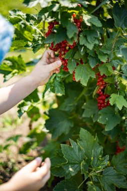 Komik çocuk taze ahududu yiyor Yazın güneşli bahçede böğürtlen yiyor Tatilin tadını çıkarıyor