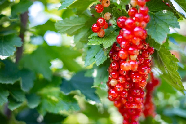 En gruppe friske, sesongbundne, røde ribes bær med grønt bladverk om sommeren, solfylte, spiselige planter – stockfoto