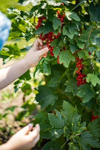Komik çocuk taze ahududu yiyor Yazın güneşli bahçede böğürtlen yiyor Tatilin tadını çıkarıyor