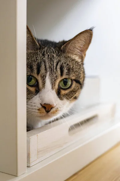 Closeup muzzle of cute funny cat sitting in cupboard shelf relaxing spending time at home — Stock Photo, Image