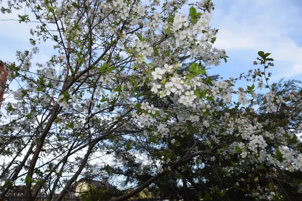 Ev bahçesinde kiraz çiçekleri